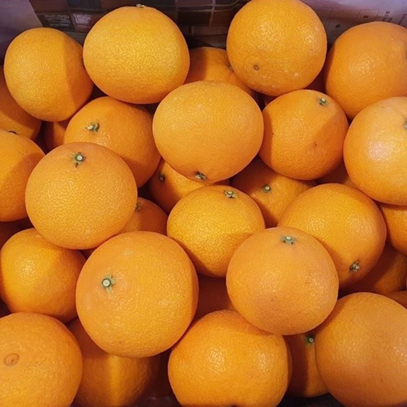 장터 상품 [제주도 고당도 황금향 ] 썸네일