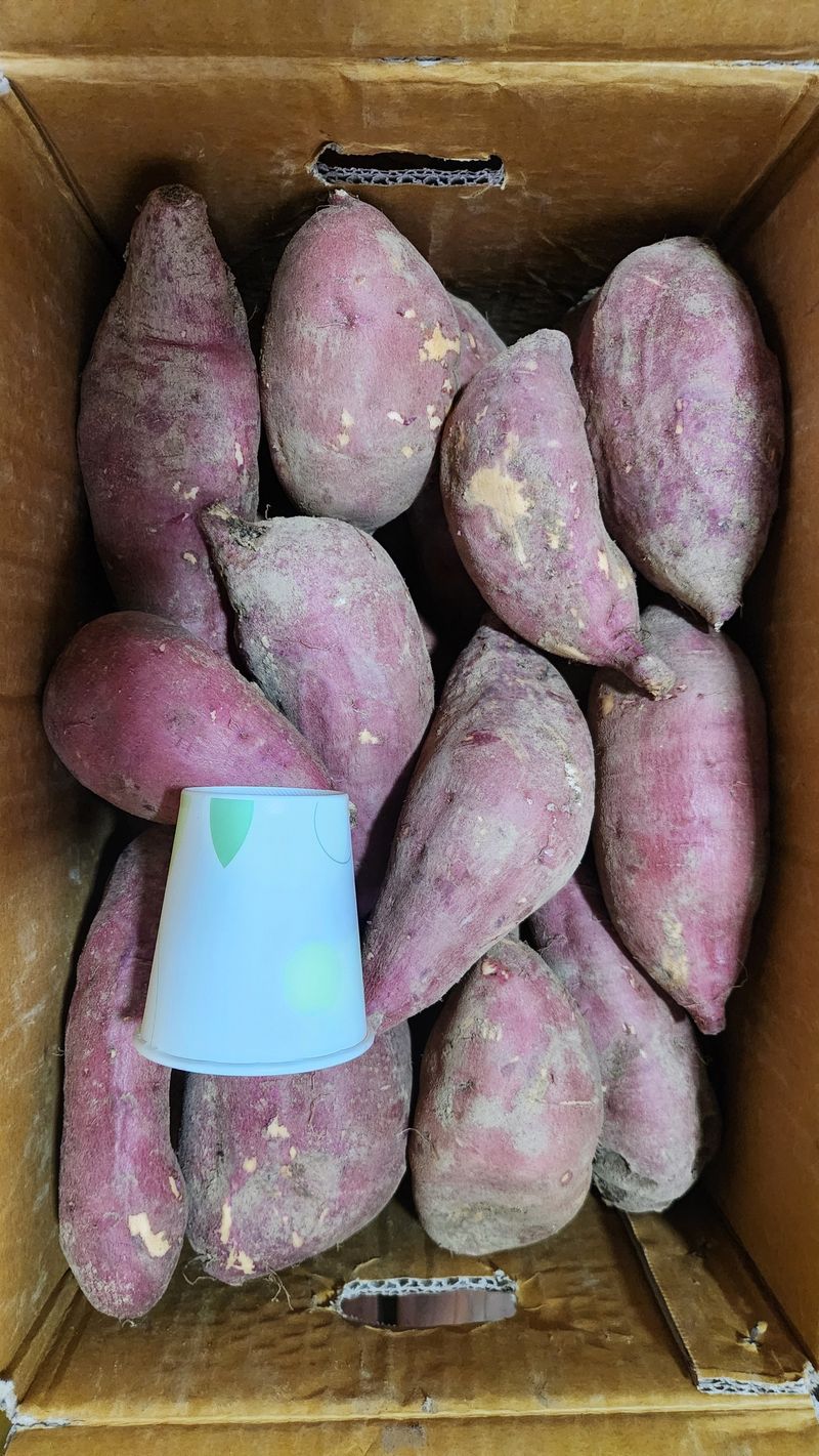 장터 상품 [황토 꿀고구마 10kg] 썸네일