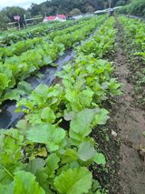 팜모닝 자유주제·자유게시판 게시글 이미지