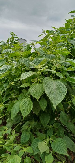 산골마님님의 자유주제 · 자유게시판 작성글 사진