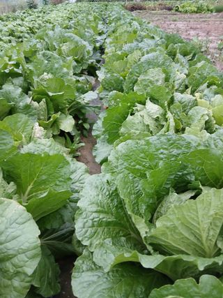 해맑은하늘님의 자유주제 · 자유게시판 작성글 사진