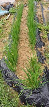 팜모닝 자유주제·자유게시판 게시글 이미지