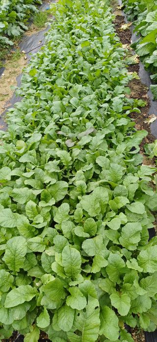 산골마님님의 자유주제 · 자유게시판 작성글 사진