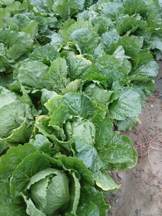 해맑은하늘님의 자유주제 · 자유게시판 작성글 사진