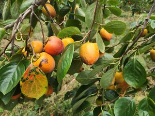 포도10314님의 자유주제 · 자유게시판 작성글 사진