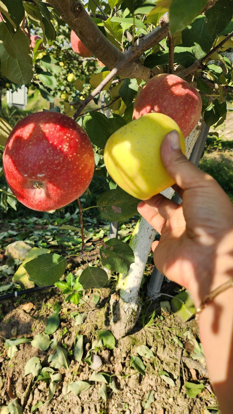 현등농원♡님의 장터 판매 상품 [장수사과사과즙 50포] 첨부 사진