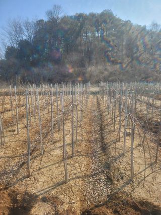 일심묘목농원님의 작성글 사진