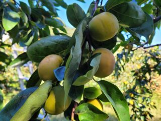 독고다이님의 작성글 사진