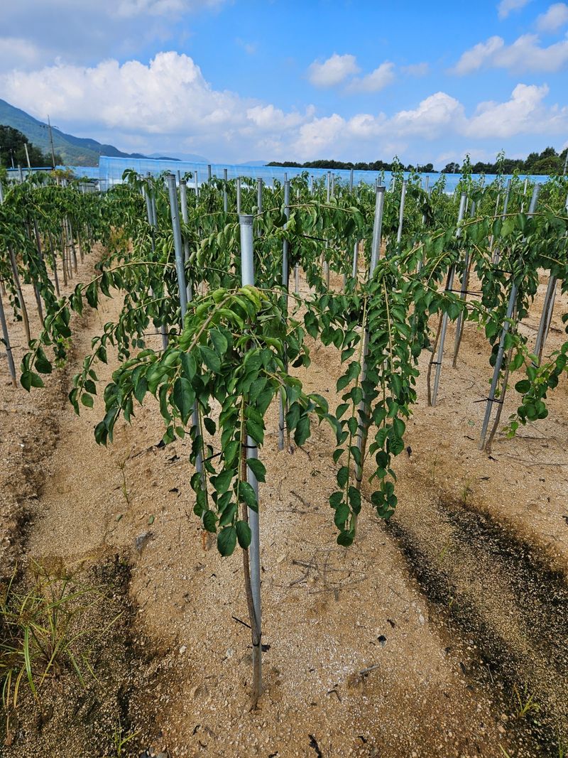 일심묘목농원님의 장터 판매 상품 [수양매실 3년생 분묘] 첨부 사진
