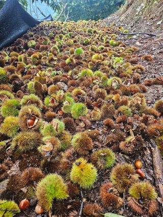 홍가네수정농장님의 작성글 사진