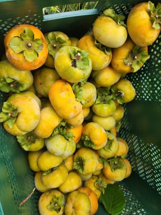 포도10314님의 자유주제 · 자유게시판 작성글 사진