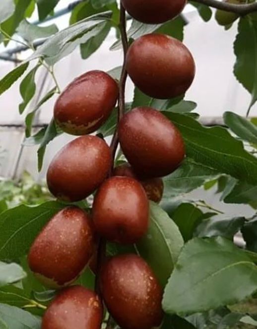 장터 상품 [복조 3년생 결실주 분묘] 썸네일