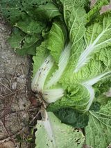 팜모닝 배추·비료•농약 게시글 이미지