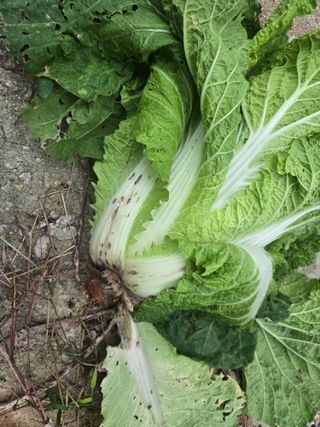 농막쥔님의 배추 · 비료•농약 작성글 사진