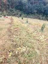 팜모닝 자유주제·자유게시판 게시글 이미지