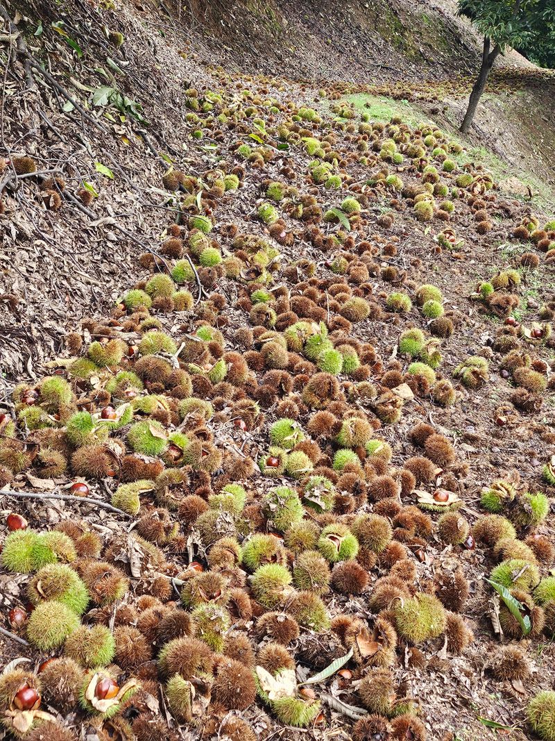 장터 상품 [2025햇밤 4kg] 썸네일