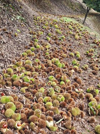 홍가네수정농장님의 작성글 사진