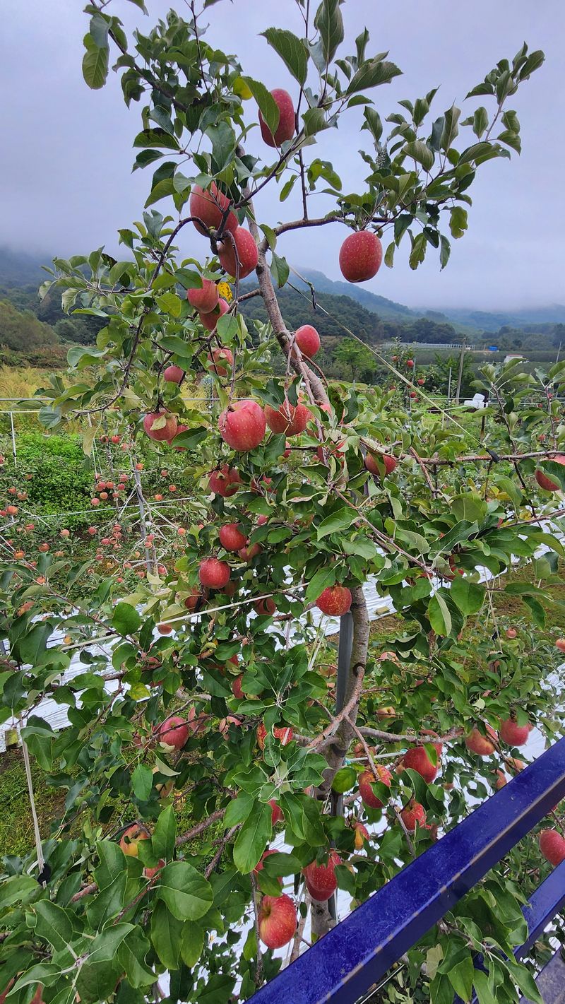 현등농원♡님의 장터 판매 상품 [장수사과사과즙 50포] 첨부 사진