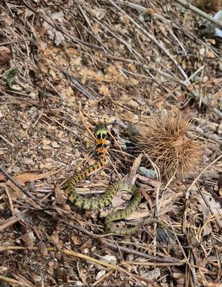 담디농원님의 자유주제 · 자유게시판 작성글 사진