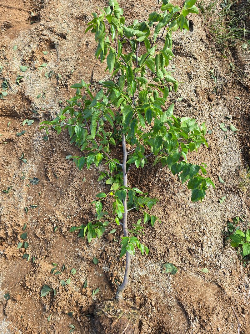 일심묘목농원님의 장터 판매 상품 [복조 3년생 결실주 분묘] 첨부 사진