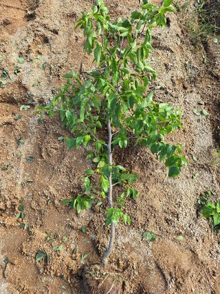 일심묘목농원님의 작성글 사진