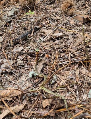 담디농원님의 자유주제 · 자유게시판 작성글 사진