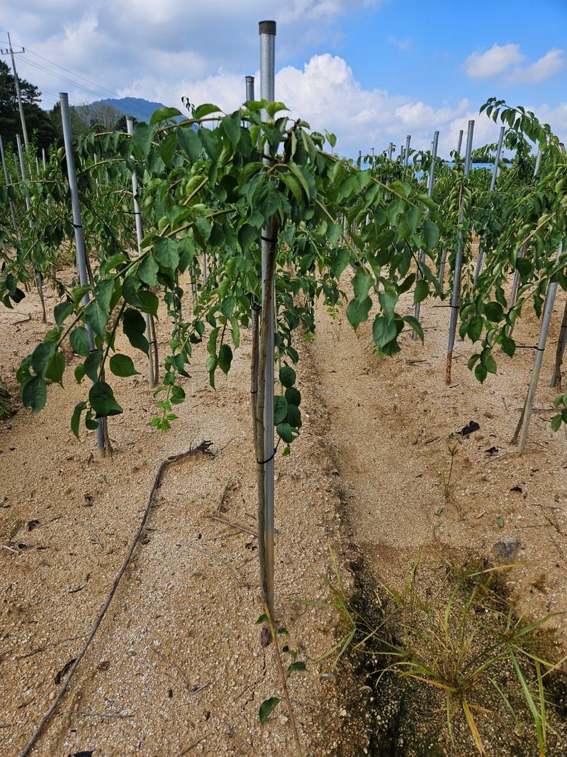 일심묘목농원님의 장터 판매 상품 [수양매실 3년생 분묘] 첨부 사진