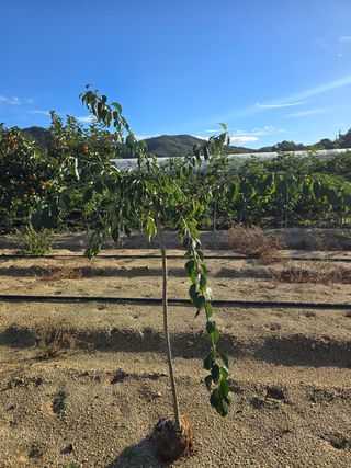 일심묘목농원님의 작성글 사진