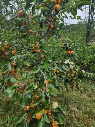 포도10314님의 자유주제 · 자유게시판 작성글 사진