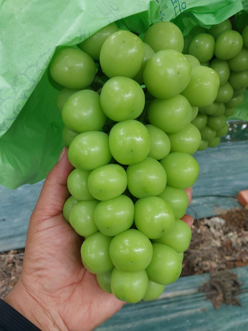 달빛이머무는곳님의 장터 판매 상품 [(할인)샤인머스켓 2kg/4kg 무료배송] 첨부 사진