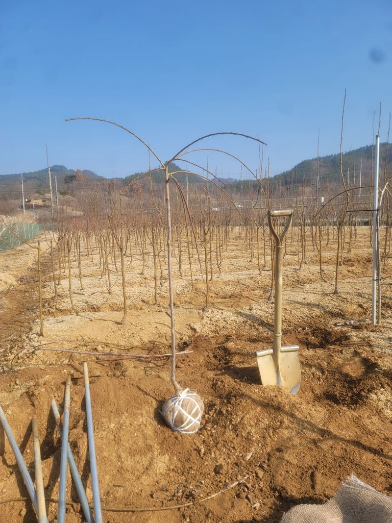 일심묘목농원님의 장터 판매 상품 [수양매실 3년생 분묘] 첨부 사진