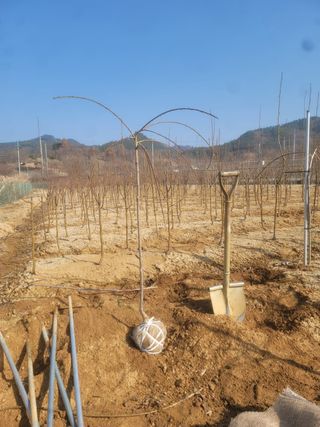 일심묘목농원님의 작성글 사진