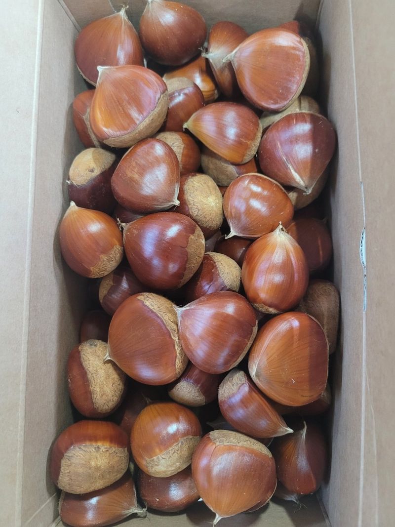 홍가네수정농장님의 장터 판매 상품 [2025햇밤 4kg] 첨부 사진