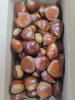 홍가네수정농장님의 작성글 사진