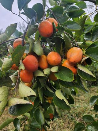 포도10314님의 자유주제 · 자유게시판 작성글 사진