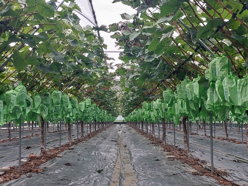 달빛이머무는곳님의 장터 판매 상품 [(할인)샤인머스켓 2kg/4kg 무료배송] 첨부 사진
