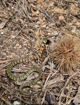 담디농원님의 자유주제 · 자유게시판 작성글 사진