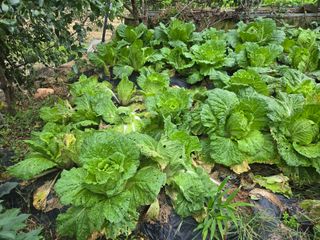 농막쥔님의 배추 · 비료•농약 작성글 사진