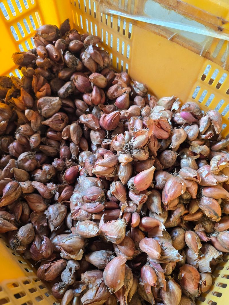 장터 상품 [쪽파 15키로에 6만원] 썸네일