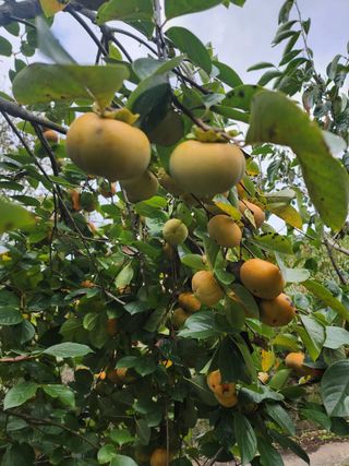 포도10314님의 자유주제 · 자유게시판 작성글 사진