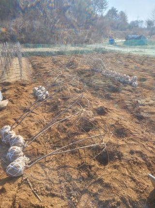 일심묘목농원님의 작성글 사진