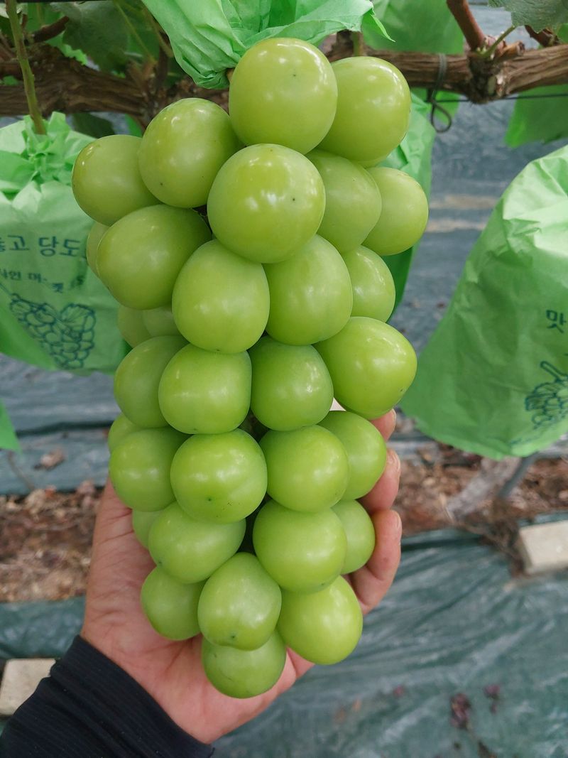 장터 상품 [(할인)샤인머스켓 2kg/4kg 무료배송] 썸네일