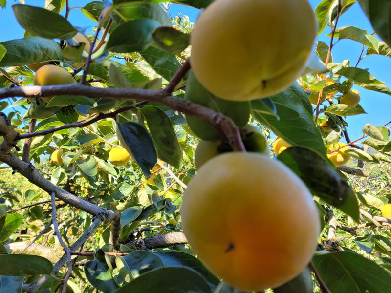 독고다이님의 장터 판매 상품 [햇 단감.10kg.] 첨부 사진