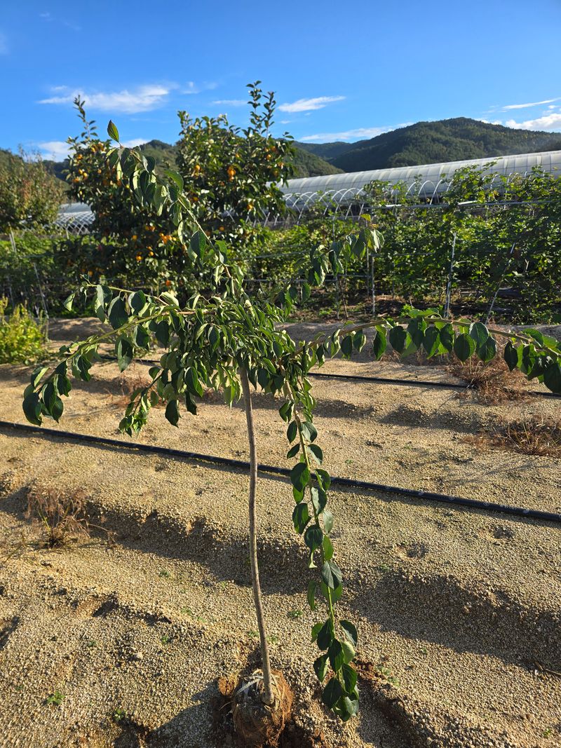 일심묘목농원님의 장터 판매 상품 [수양매실 3년생 분묘] 첨부 사진