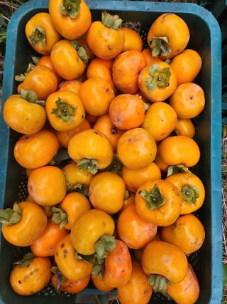 포도10314님의 자유주제 · 자유게시판 작성글 사진