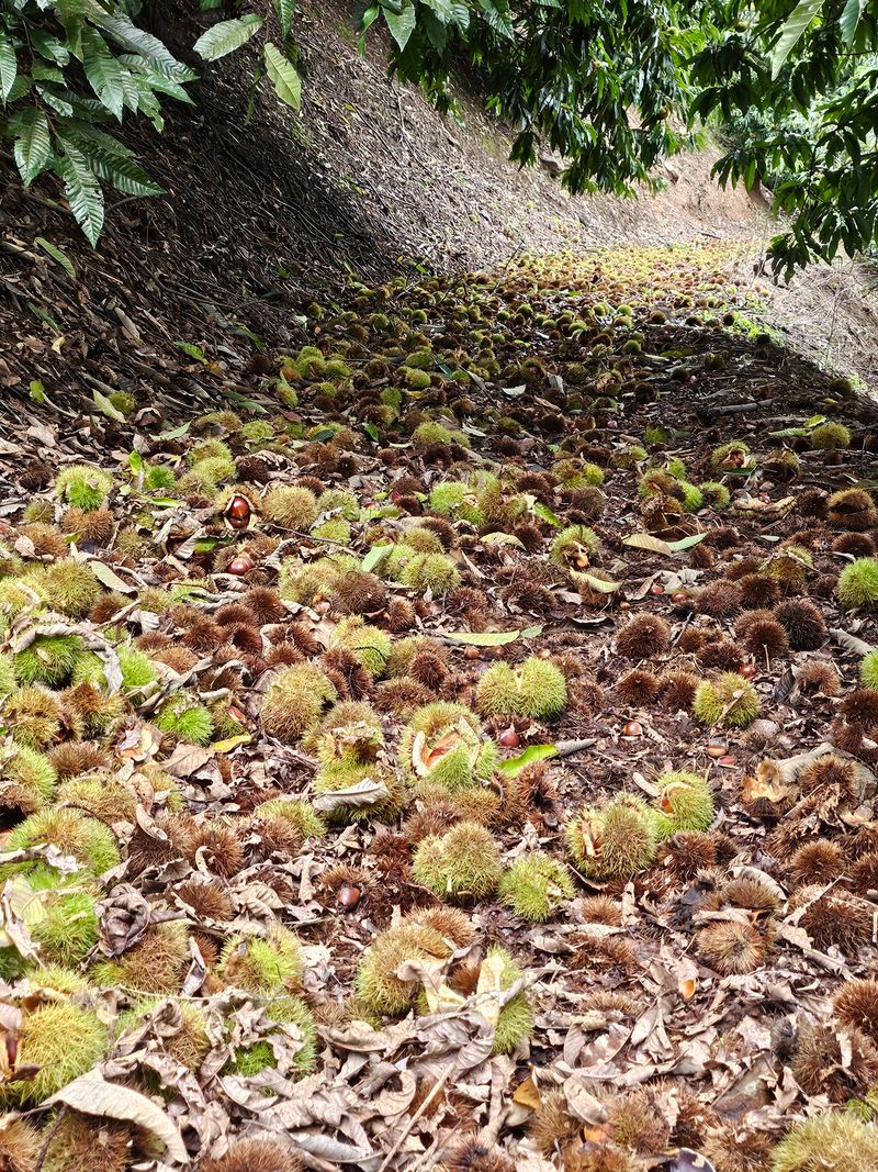 홍가네수정농장님의 장터 판매 상품 [2025햇밤 4kg] 첨부 사진