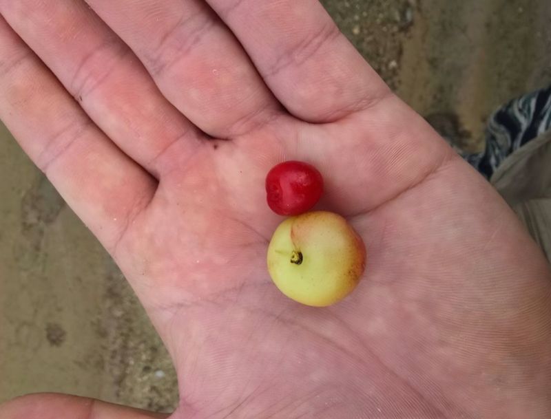 장터 상품 [왕앵두 3년생 결실주 분묘] 썸네일