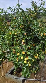 팜모닝 자유주제·자유게시판 게시글 이미지