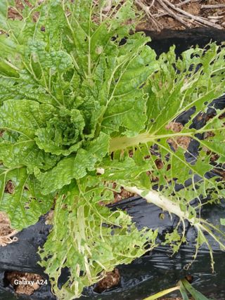 강성흔목사 님의 자유주제 · 자유게시판 작성글 사진