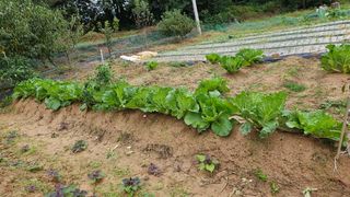 김홍환님의 배추 · 자연재해•동물피해 작성글 사진